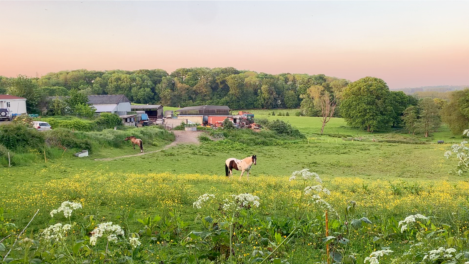A horse in a green field at dusk