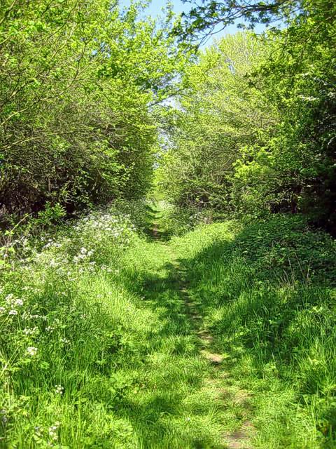 A path through grass and hedgerows